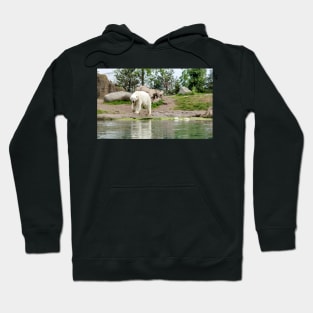 Polar bear walking by lake Hoodie